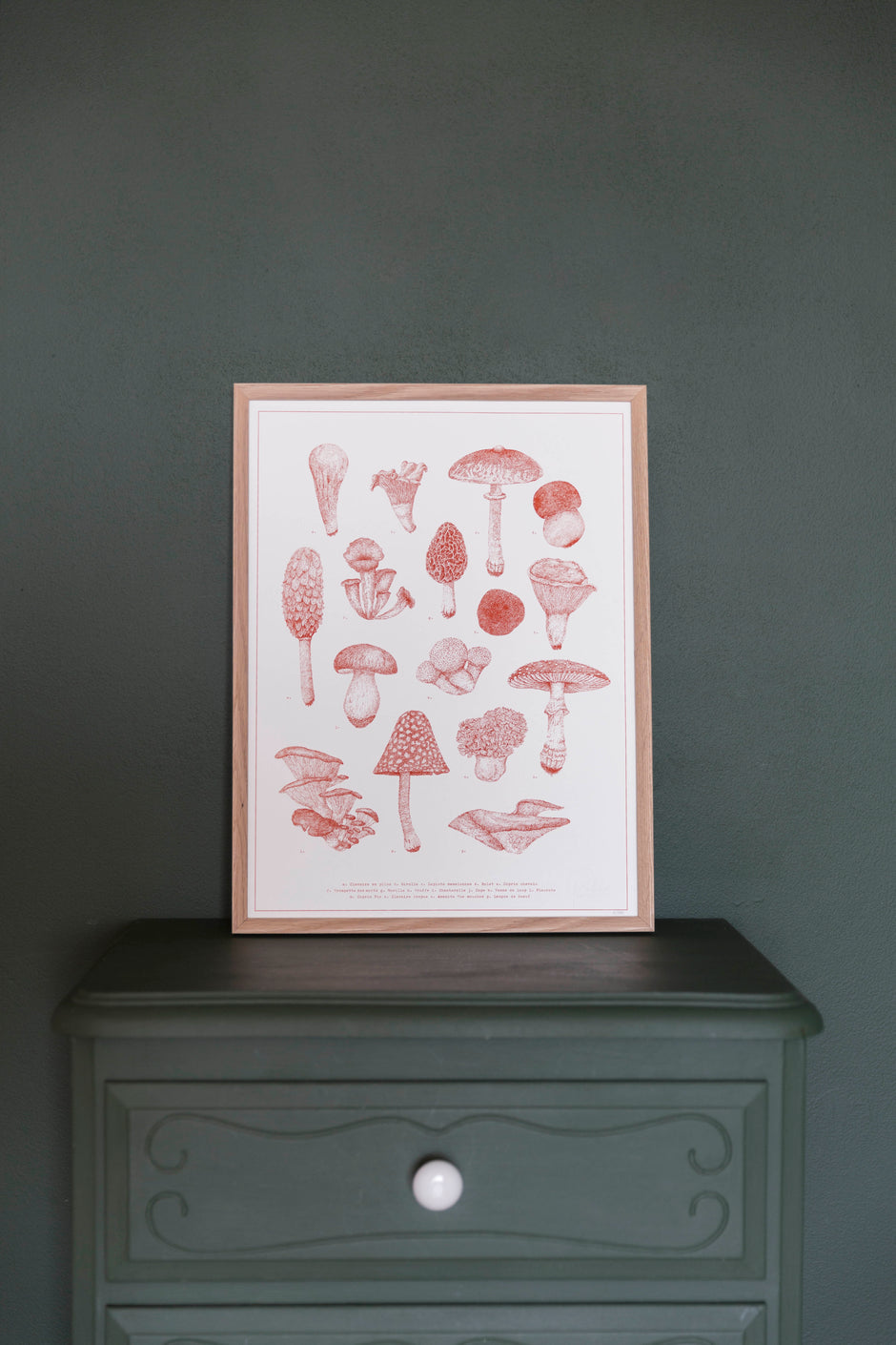 Une planche naturaliste de champignons par Pablo est une fille