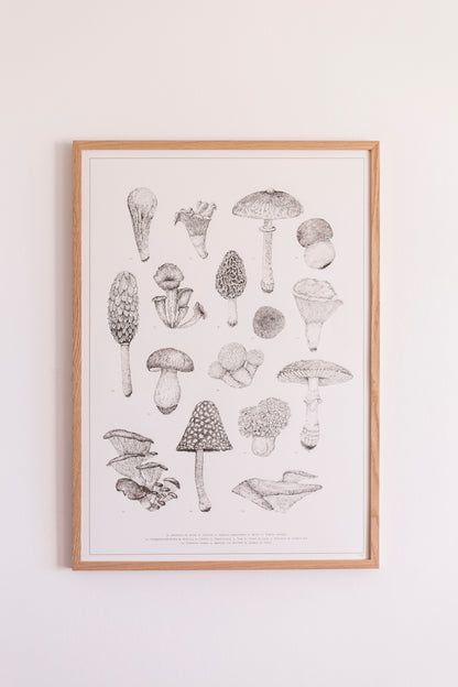 Champignons - Sérigraphie 30x40 & 50x70cm