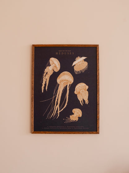 Affiche méduses animaux marins