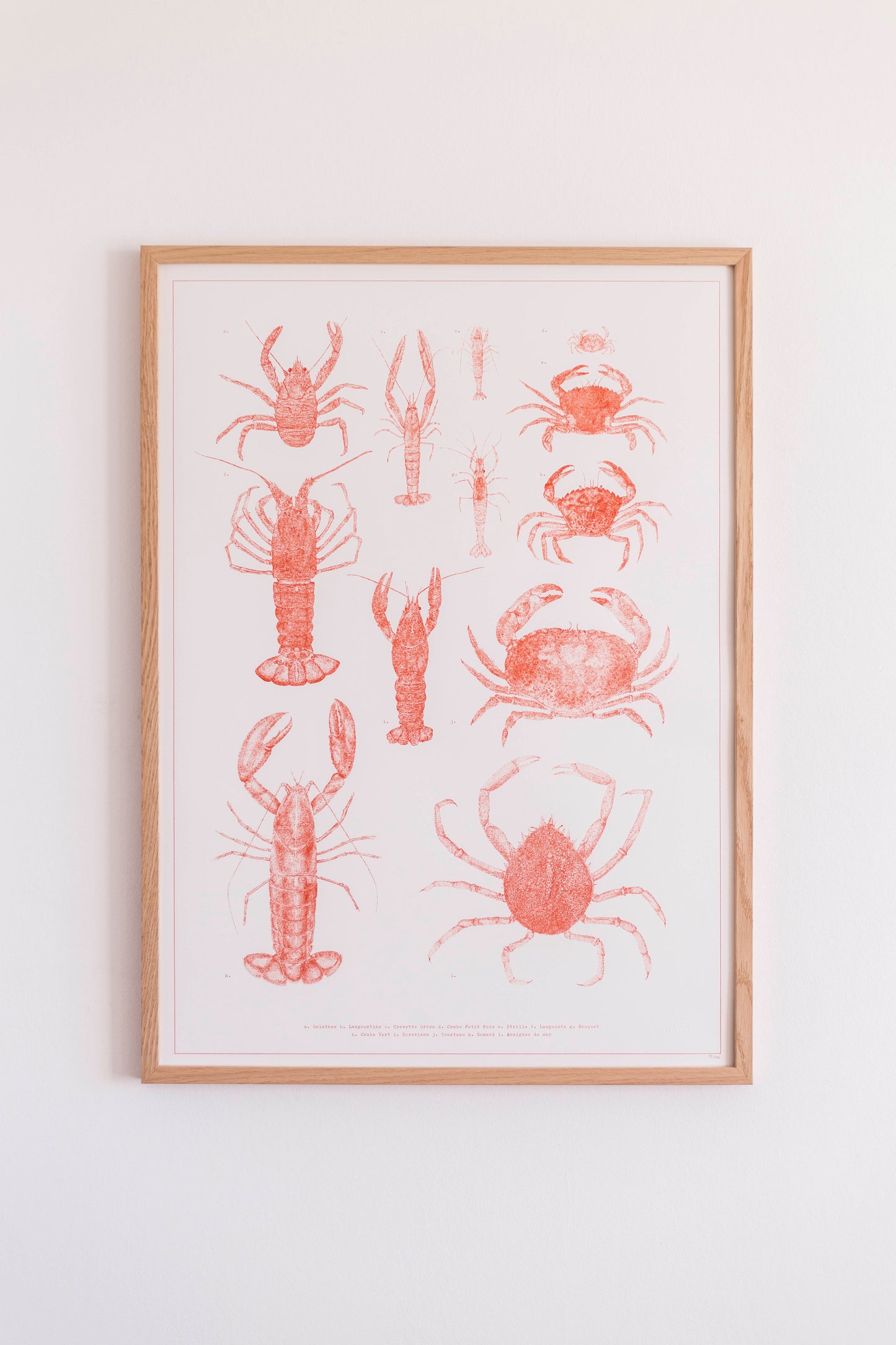 Affiche naturaliste de crustacés
