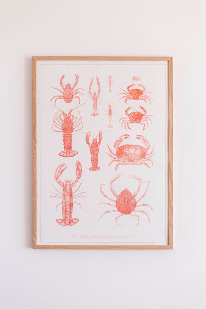 Affiche naturaliste de crustacés