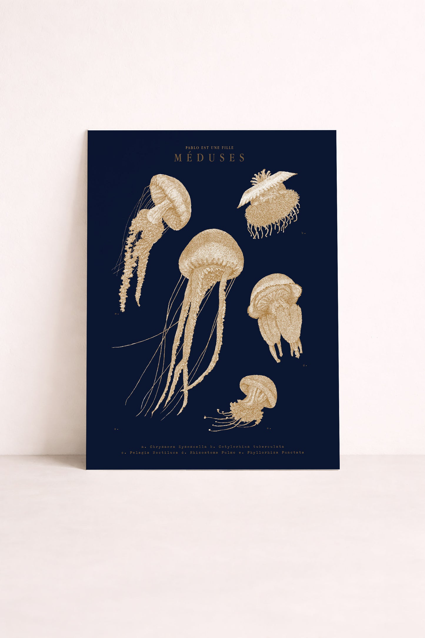 Des méduses comme une planche naturaliste