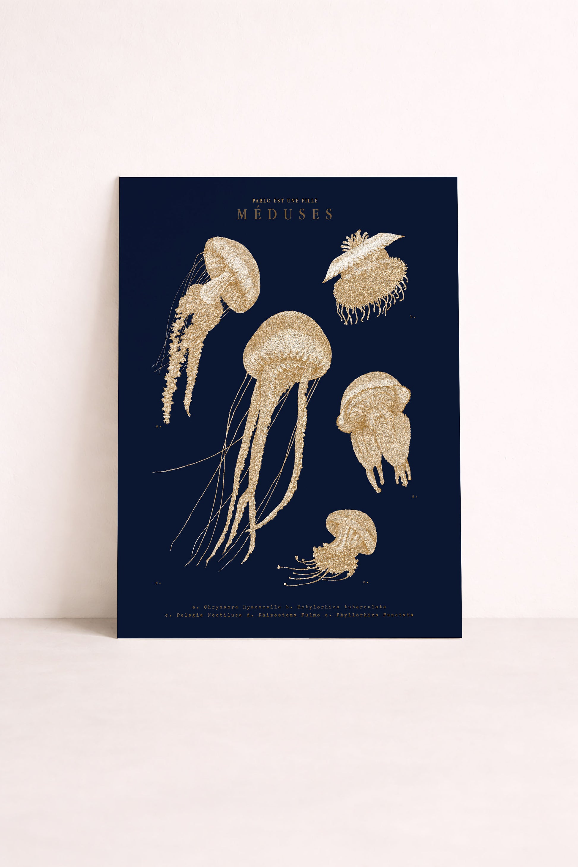 Des méduses comme une planche naturaliste