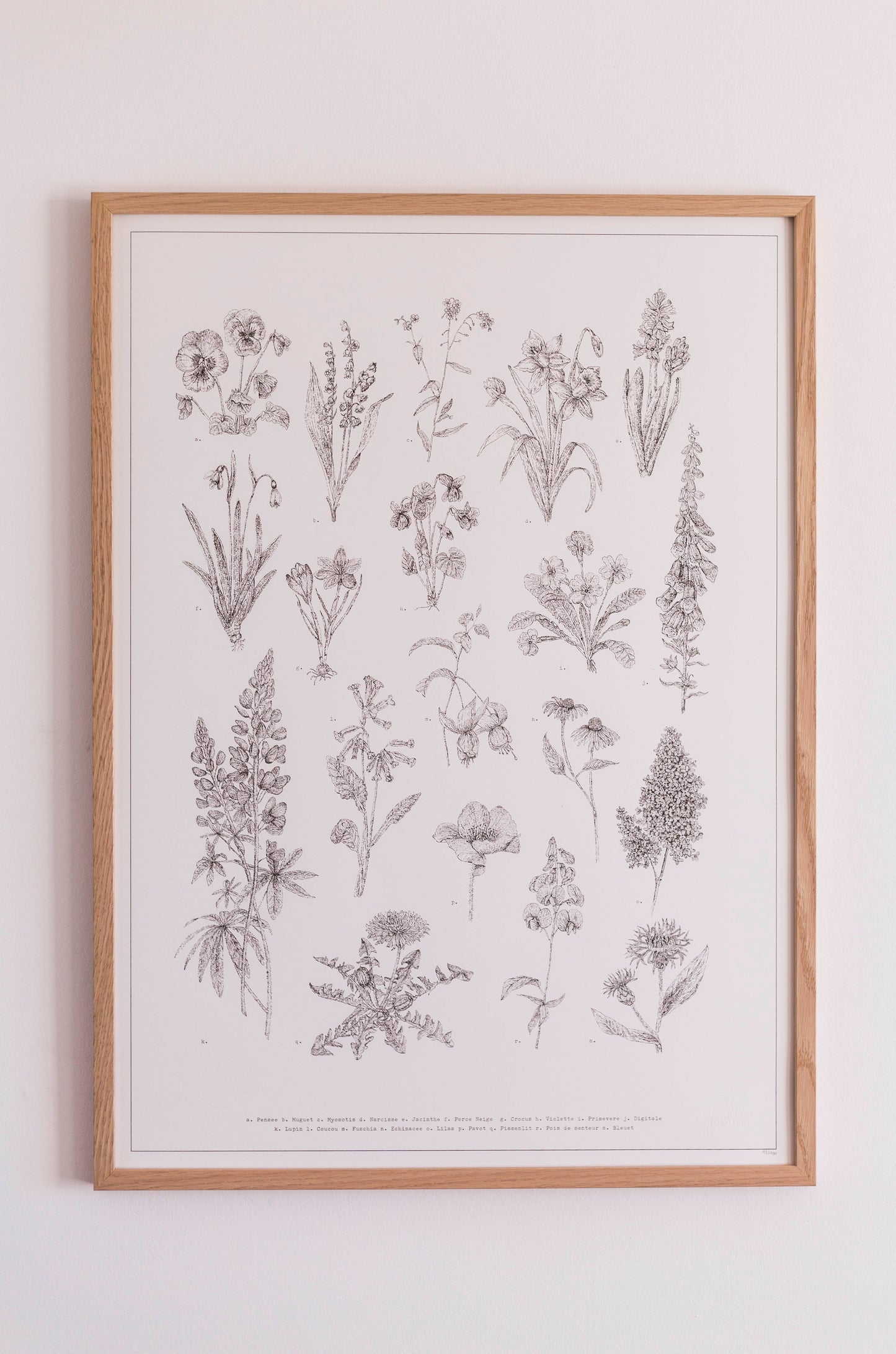 Un herbier de fleurs sauvages en noir et blanc
