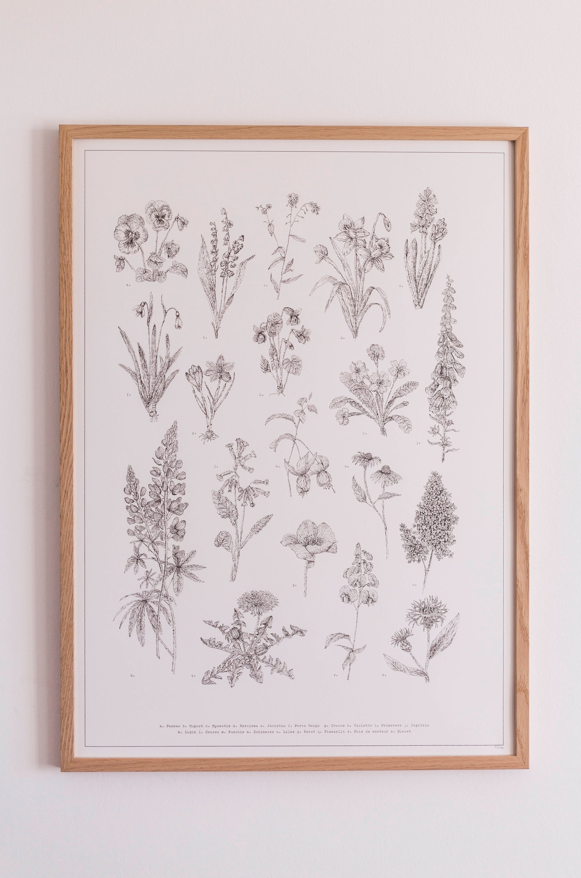Un herbier de fleurs sauvages en noir et blanc