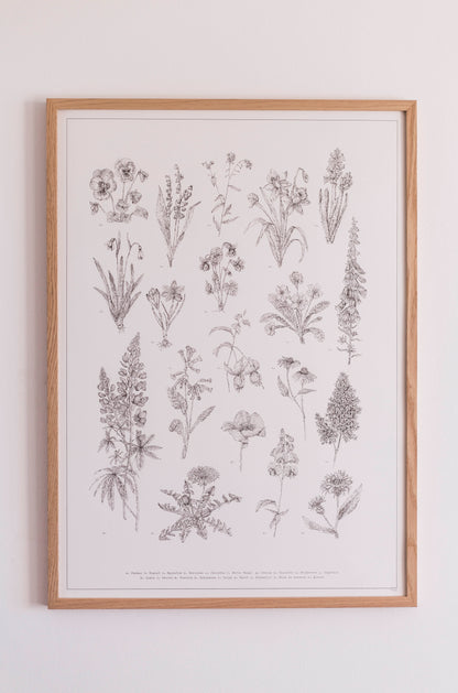 Un herbier de fleurs sauvages en noir et blanc