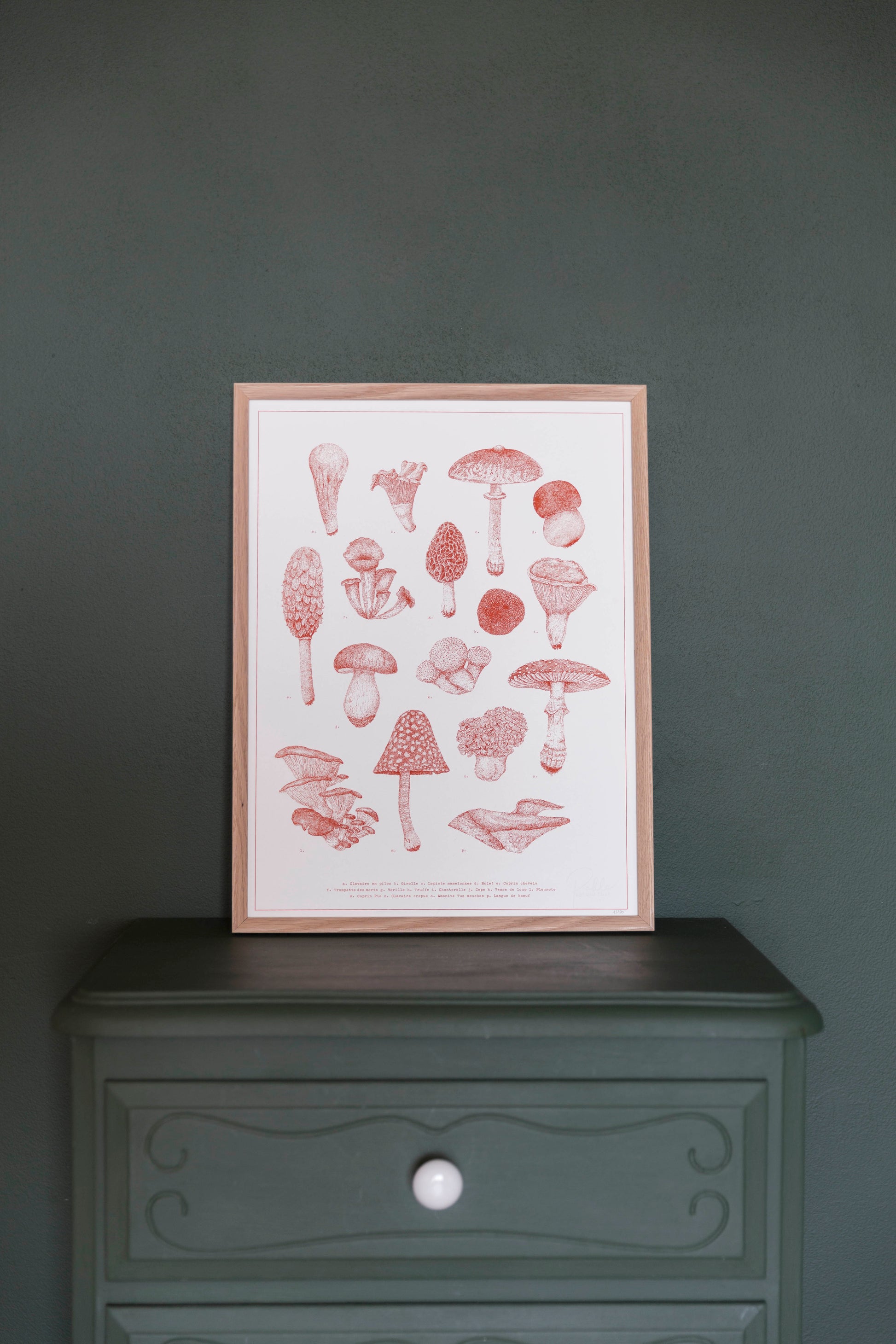 Une planche naturaliste de champignons par Pablo est une fille