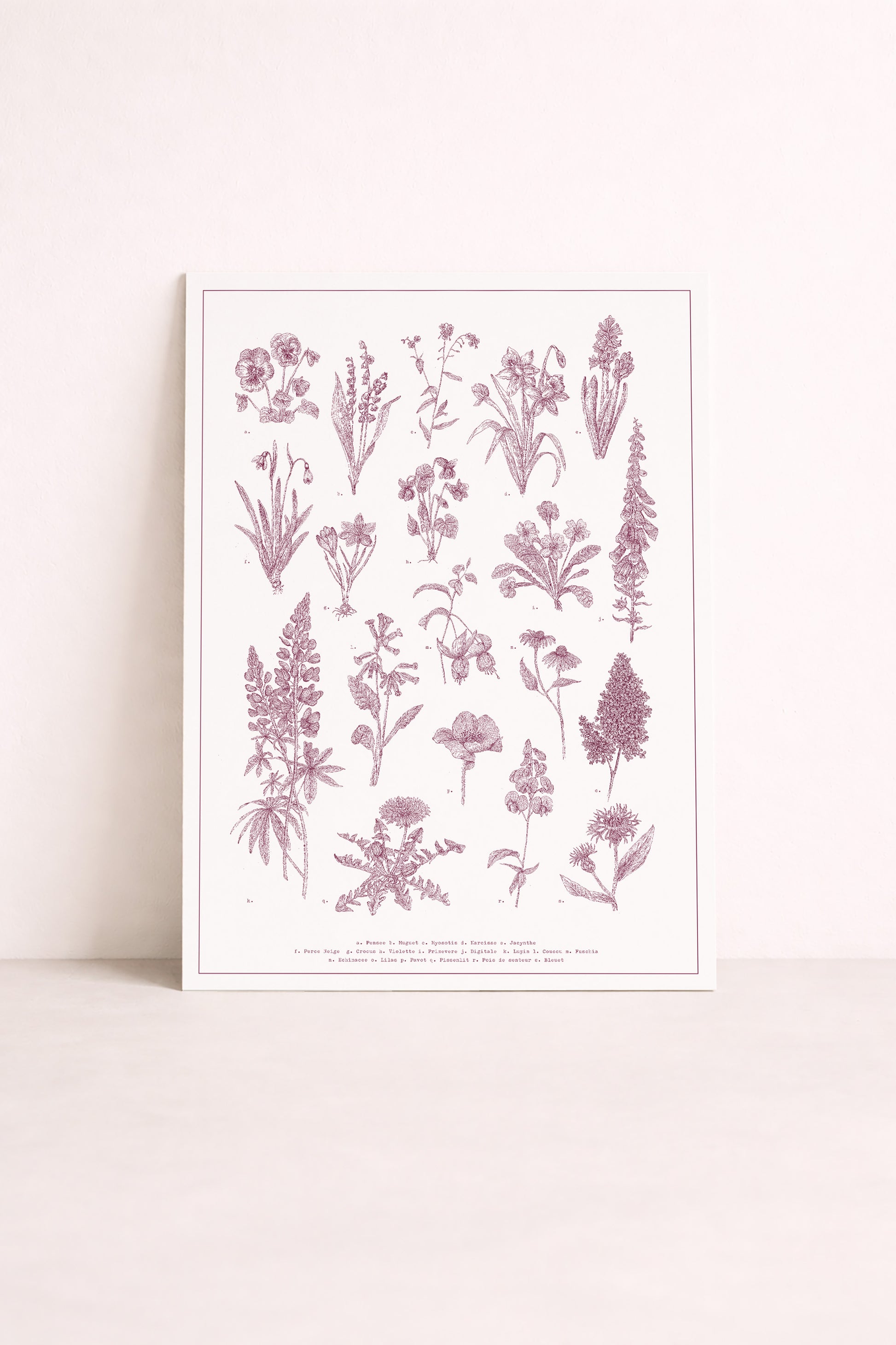 sérigraphie illustrée d'un herbier, comme une planche botanique
