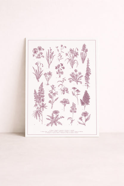 sérigraphie illustrée d'un herbier, comme une planche botanique
