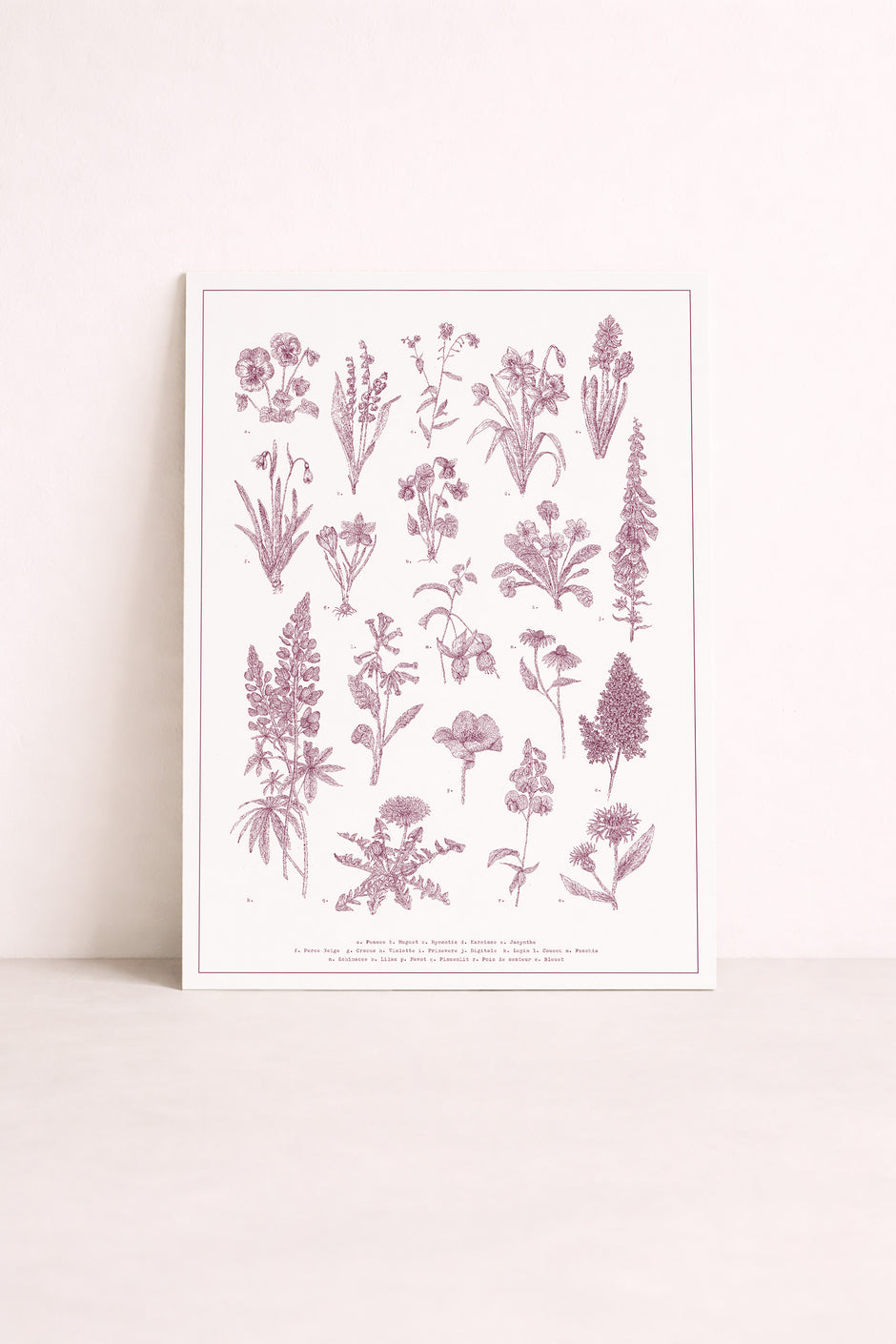 Sérigraphie planche botanique illustrée – affiche florale décoration murale | Pablo est une fille