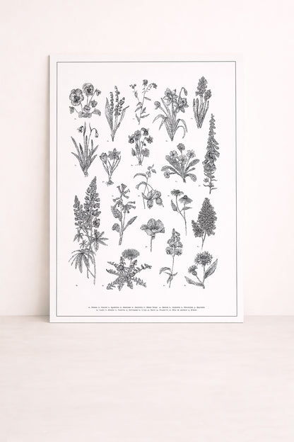 Un herbier en 50x70cm, dessinée à la plume