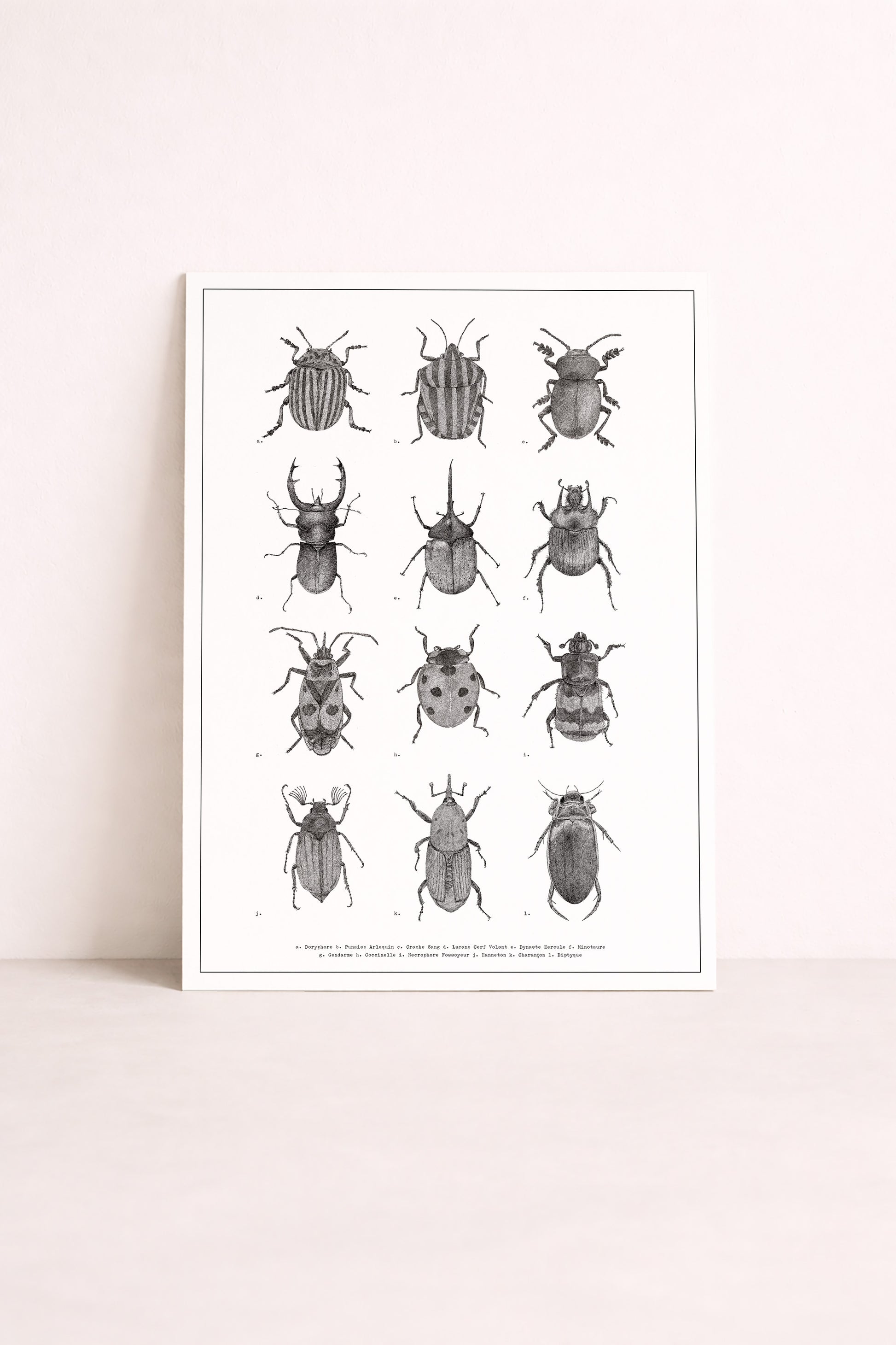 Planche naturaliste d'insectes dessinée en noir et blanc