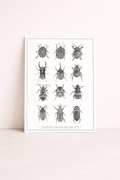 Planche naturaliste d'insectes dessinée en noir et blanc