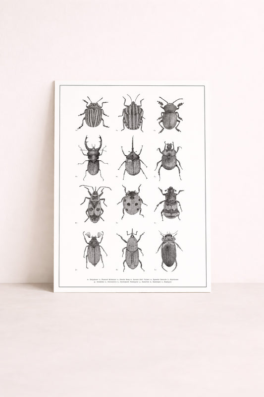 Planche naturaliste d'insectes dessinée en noir et blanc